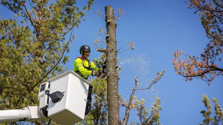 Street-tree maintenance shown on Barrie’s street-tree page.