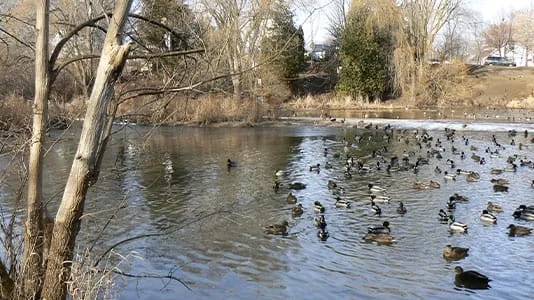 pond with ducks