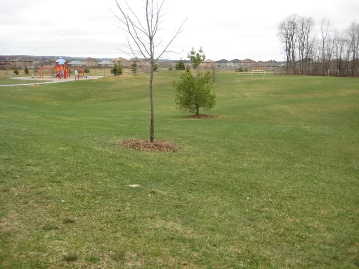 Ground-level view of Pringle Park